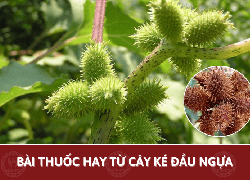 Cây ké đầu ngựa trị bệnh gì? 5 Bài thuốc hay từ cây ké đầu ngựa